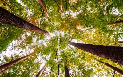 hermoso-paisaje-gran-arbol-bosque-vista-angel_74190-6